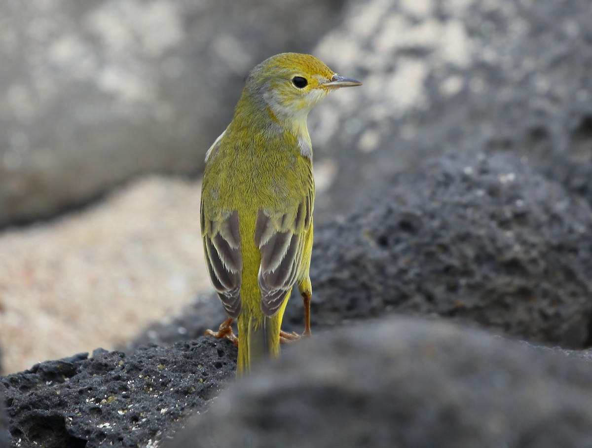 Yellow Warbler (Galapagos) - Yannick FRANCOIS