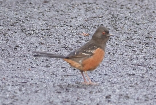 Spotted Towhee - ML616856972