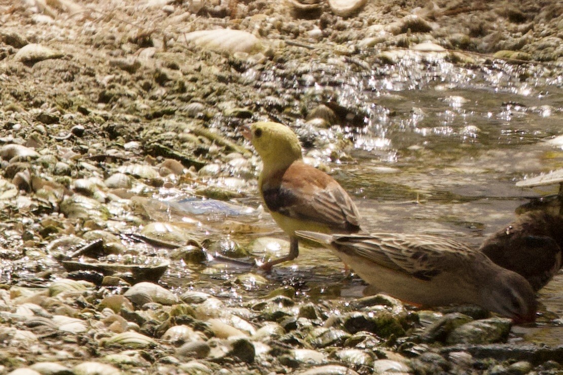 Sudan Golden Sparrow - ML616857002