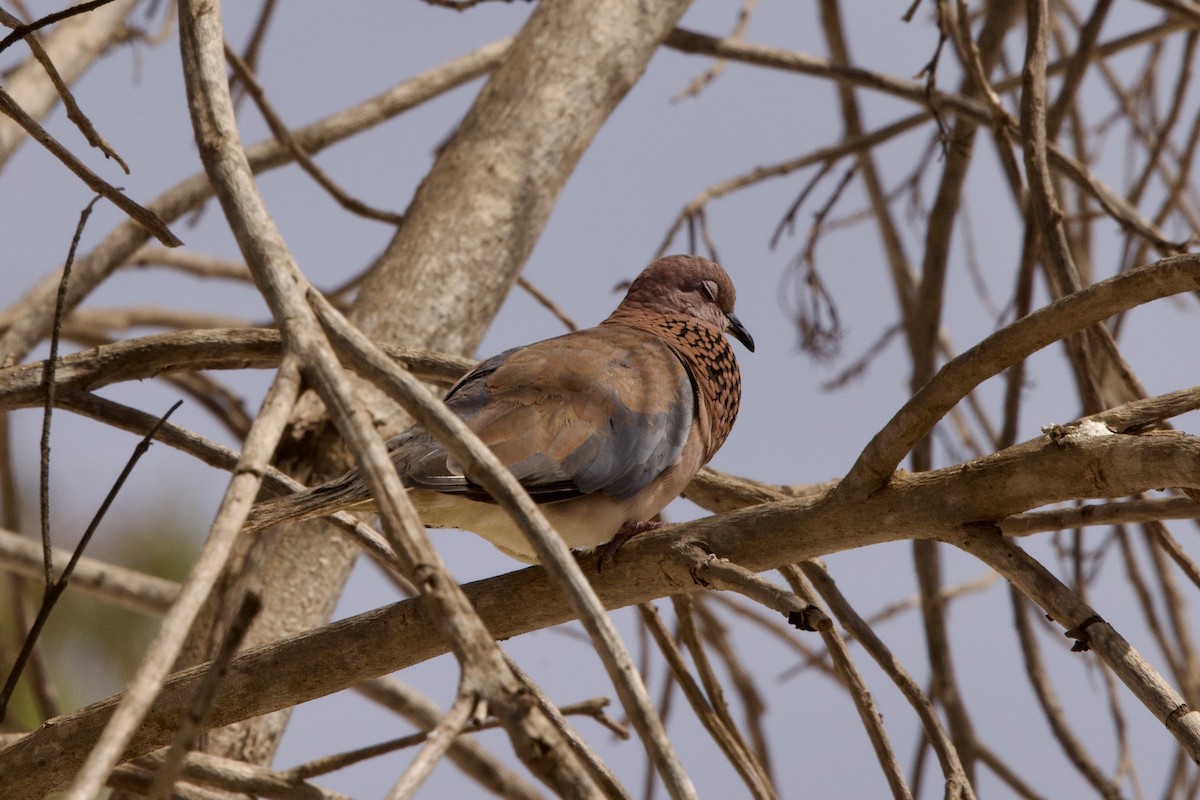 Laughing Dove - ML616857046
