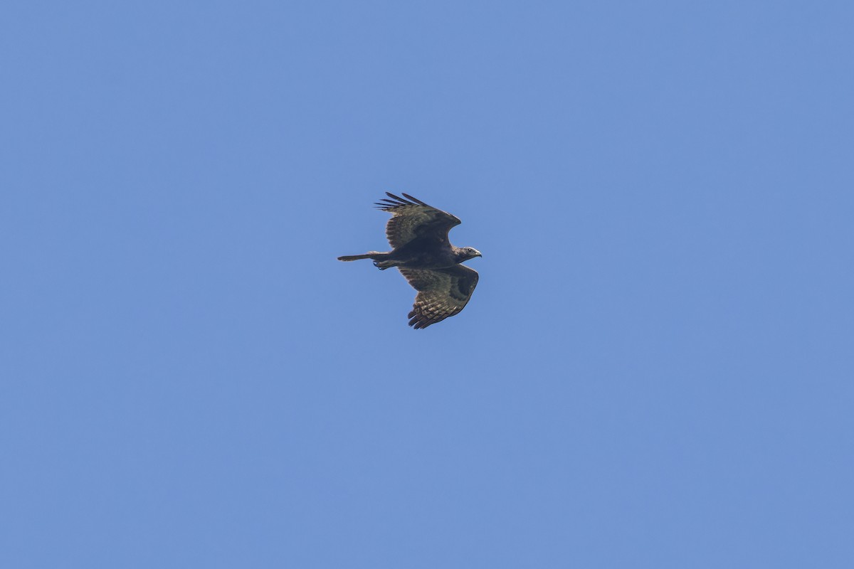 Oriental Honey-buzzard (Northern) - ML616857051