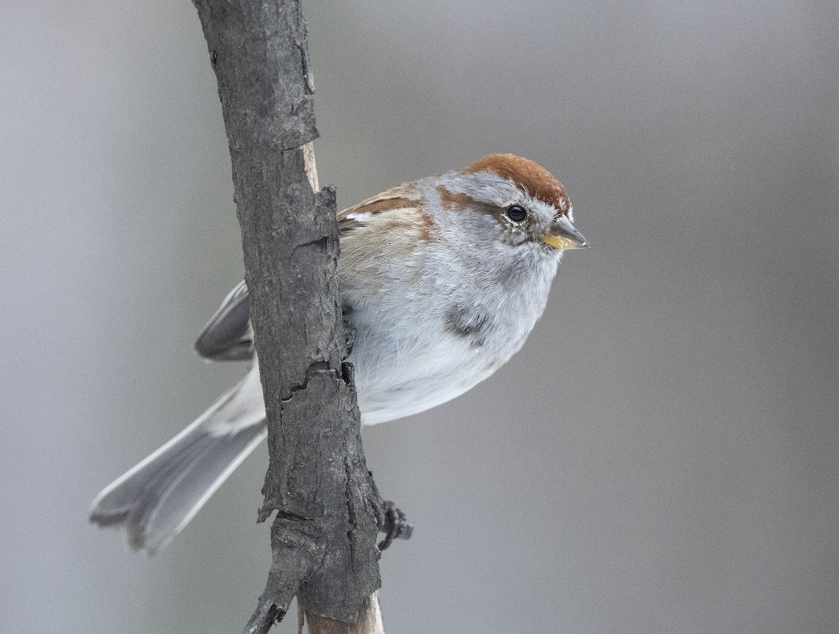 American Tree Sparrow - John Dickson
