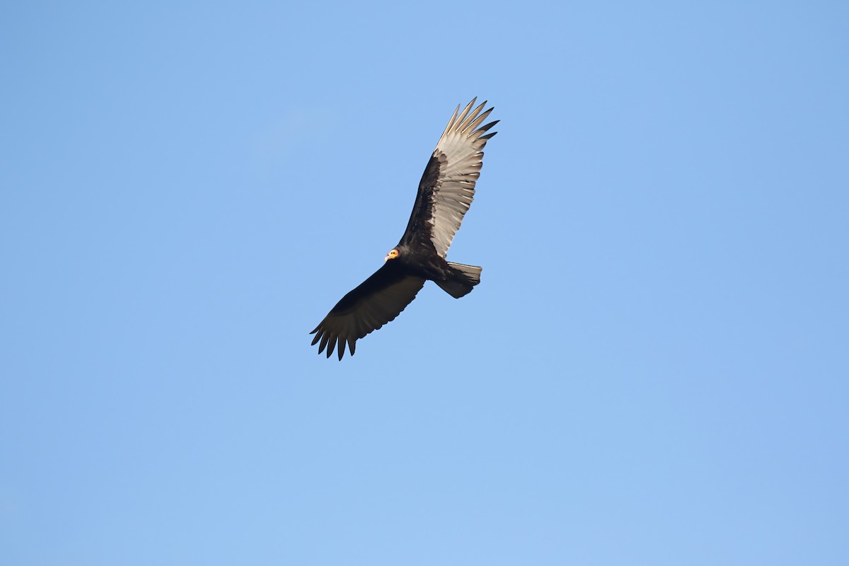 Lesser Yellow-headed Vulture - ML616857113