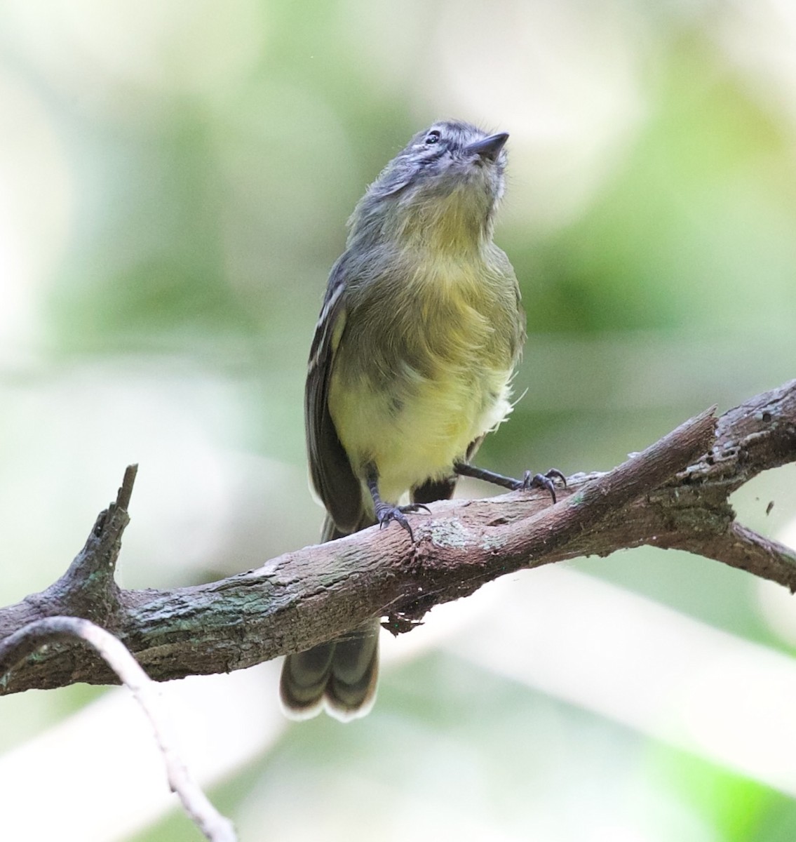 Pale-tipped Tyrannulet - ML616857250