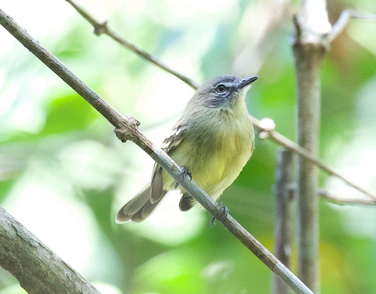 Pale-tipped Tyrannulet - ML616857251