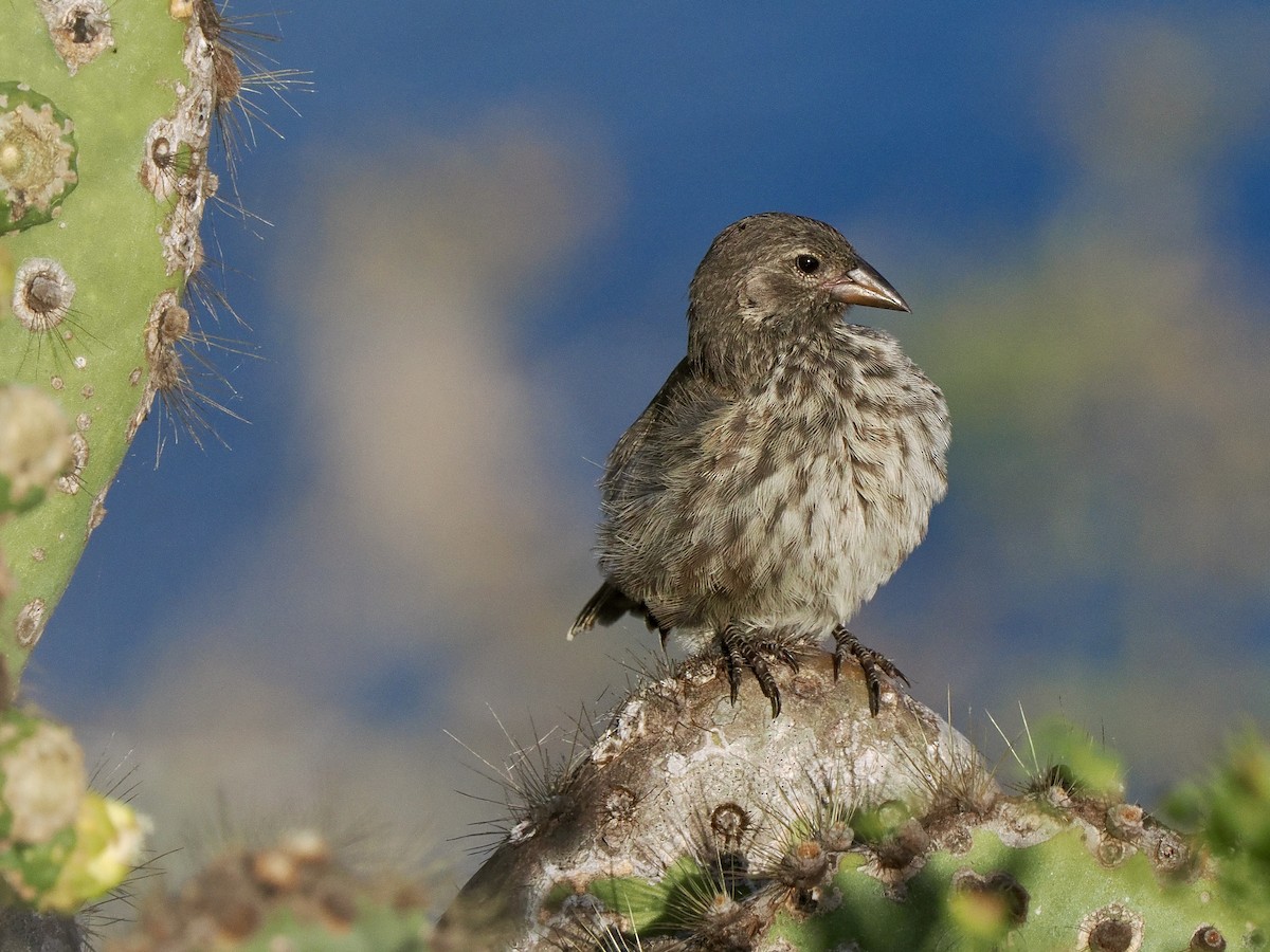 Common Cactus-Finch - Gabriel Willow