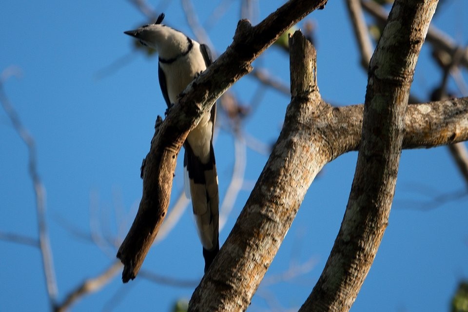 White-throated Magpie-Jay - Neil Dawe
