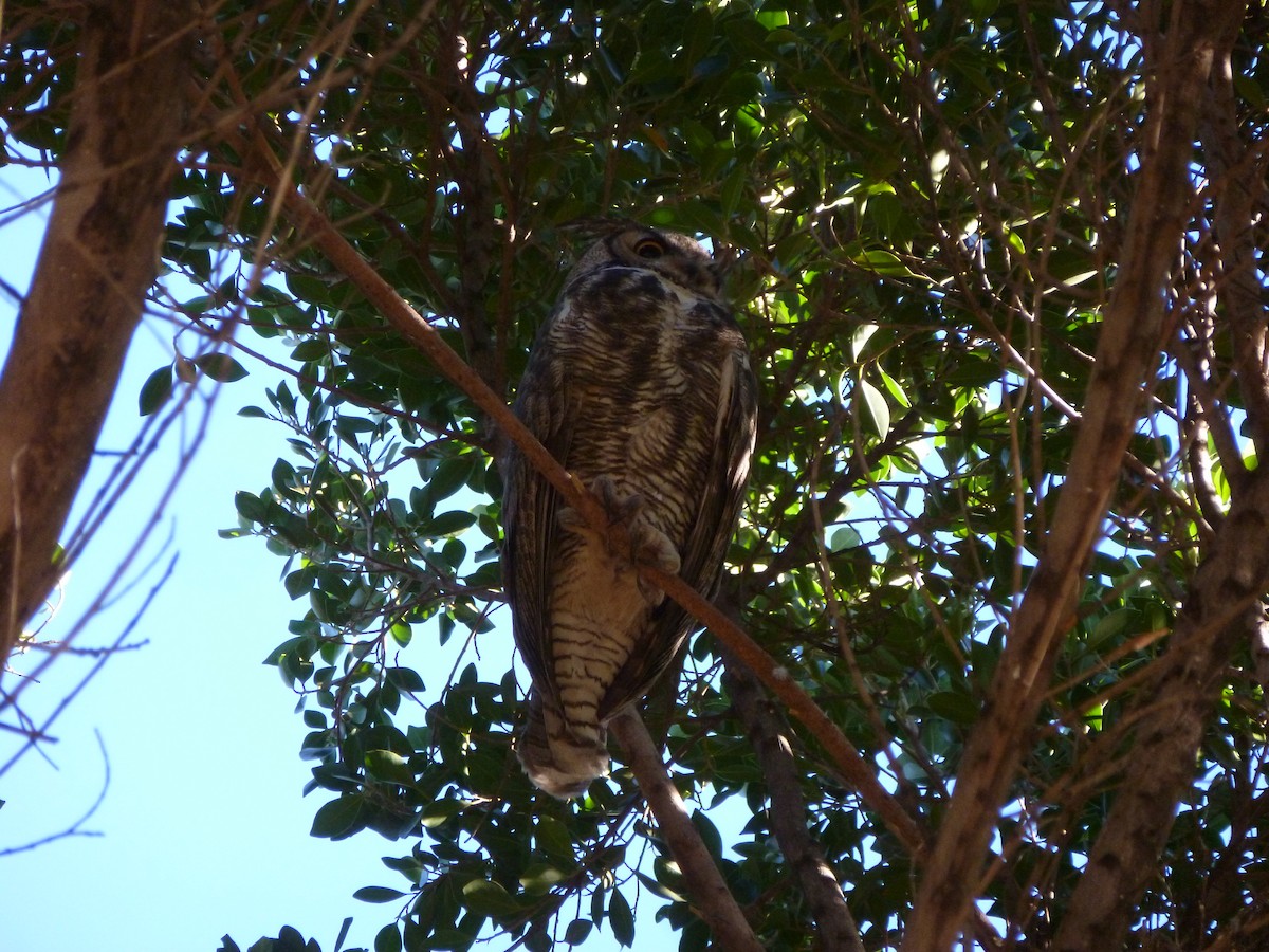 Great Horned Owl - ML616857349