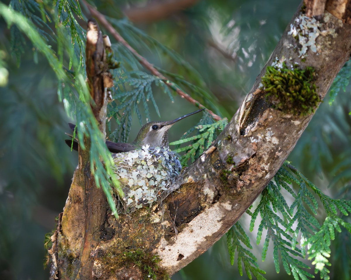 Anna's Hummingbird - ML616857365