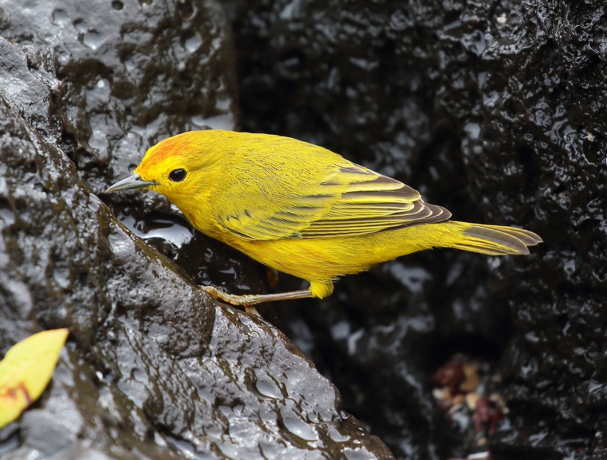 Yellow Warbler (Galapagos) - ML616857378