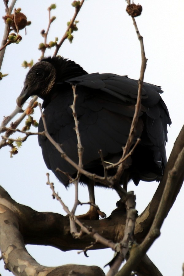 Black Vulture - ML616857385