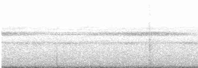 Weißschwanz-Nachtschwalbe - ML616857766