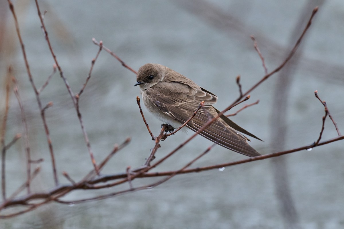 Northern Rough-winged Swallow - ML616857883