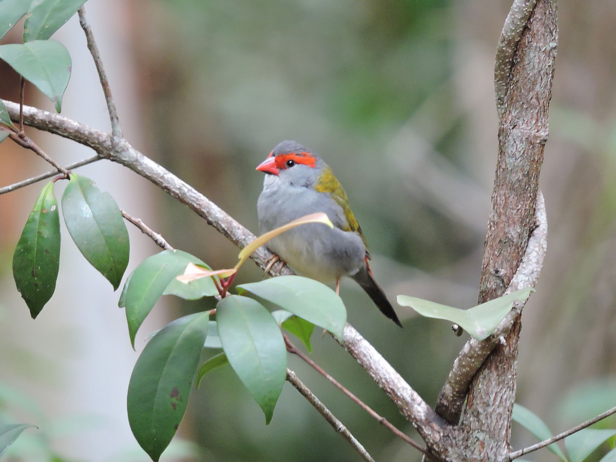 Red-browed Firetail - ML616857909