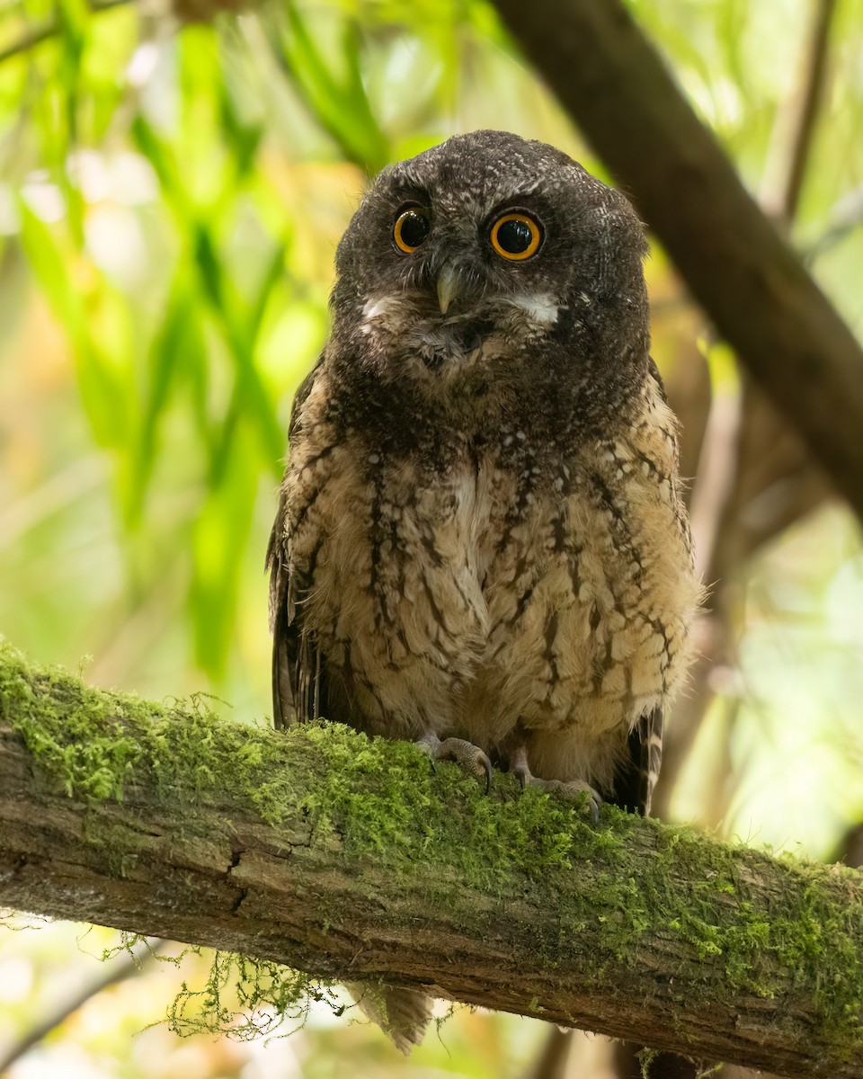White-throated Screech-Owl - ML616858001