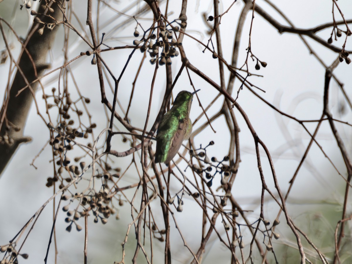 Anna's Hummingbird - Isa Dav