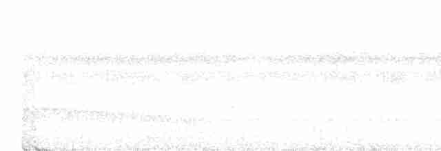 Strichelschulter-Ameisenschnäpper - ML616858056