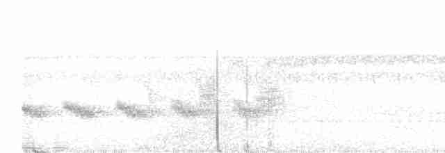 Strichelschulter-Ameisenschnäpper - ML616858057