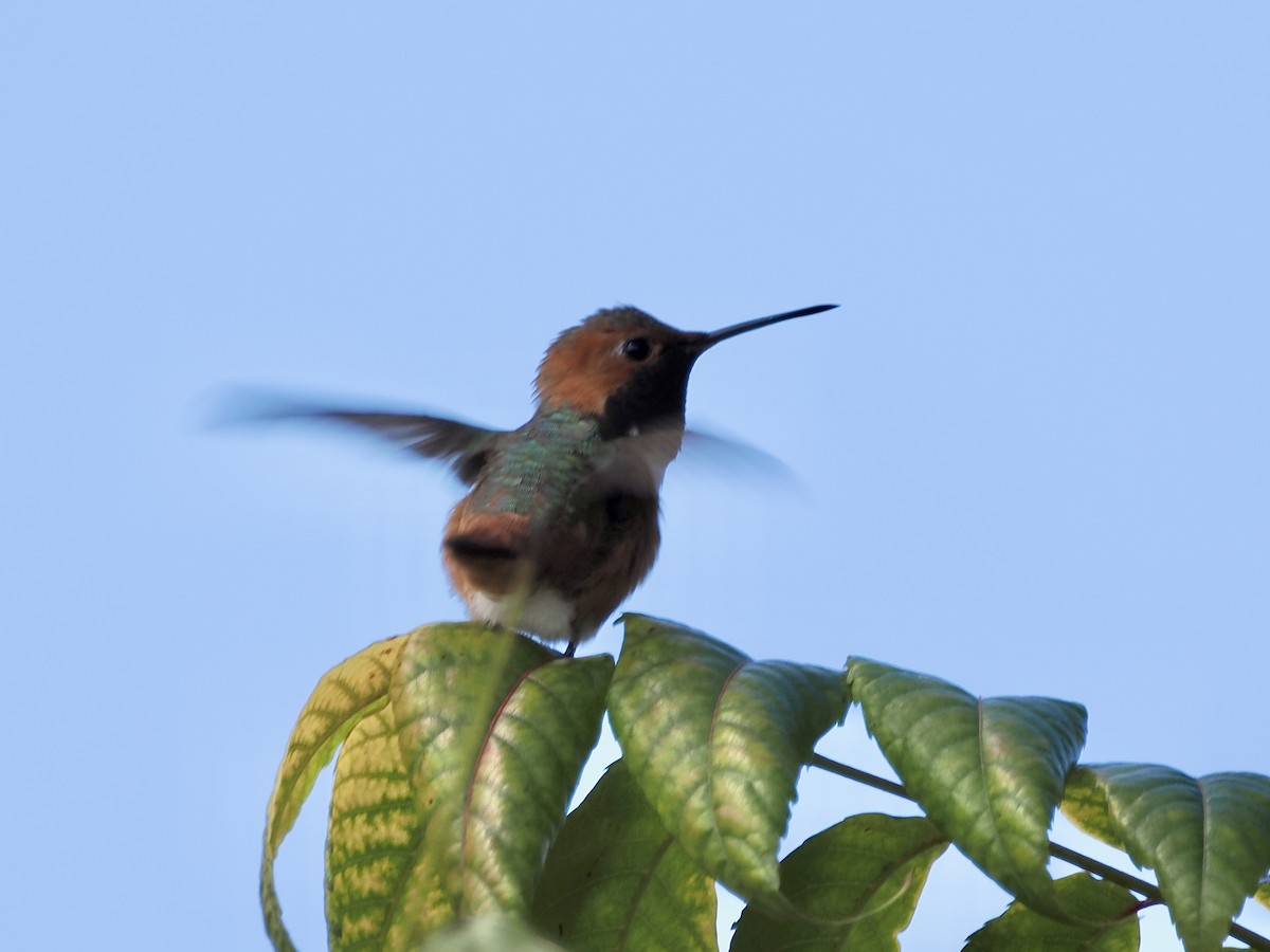 Allen's Hummingbird - ML616858059