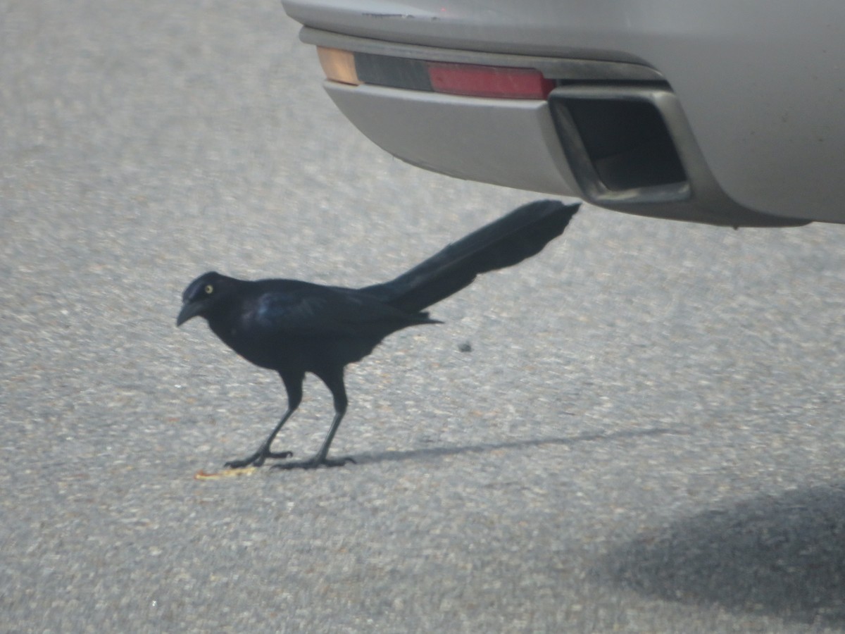 Great-tailed Grackle - ML616858108