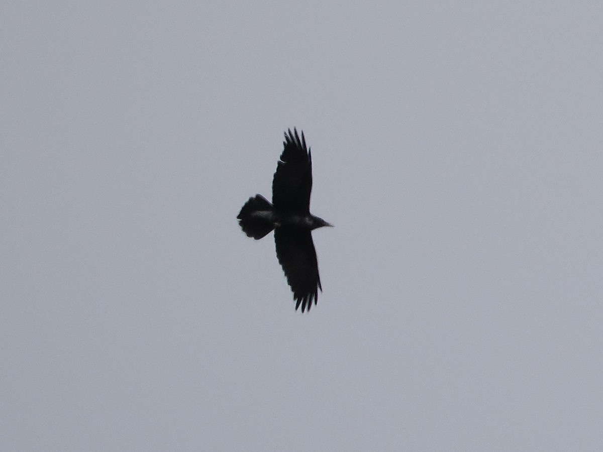 Common Raven - Isa Dav
