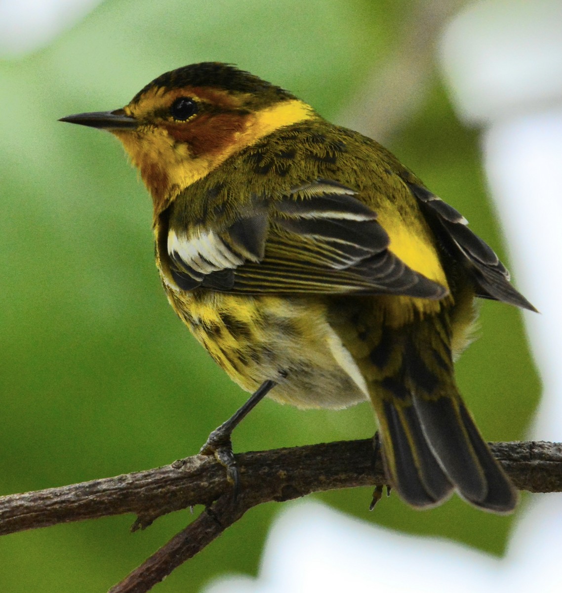 Cape May Warbler - ML616858128