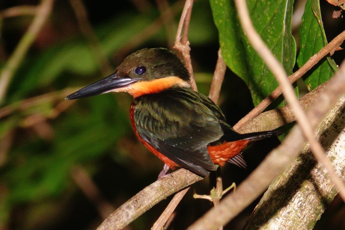 Green-and-rufous Kingfisher - Gonzalo Trujillo Trujillo