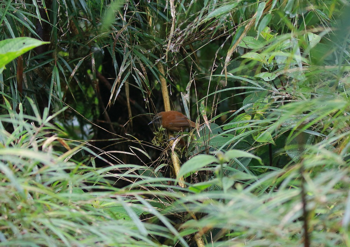 アカオマユミソサザイ（euophrys グループ） - ML616858204