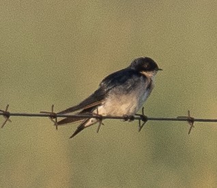 Pearl-breasted Swallow - ML616858264
