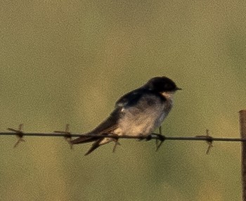 Pearl-breasted Swallow - ML616858268