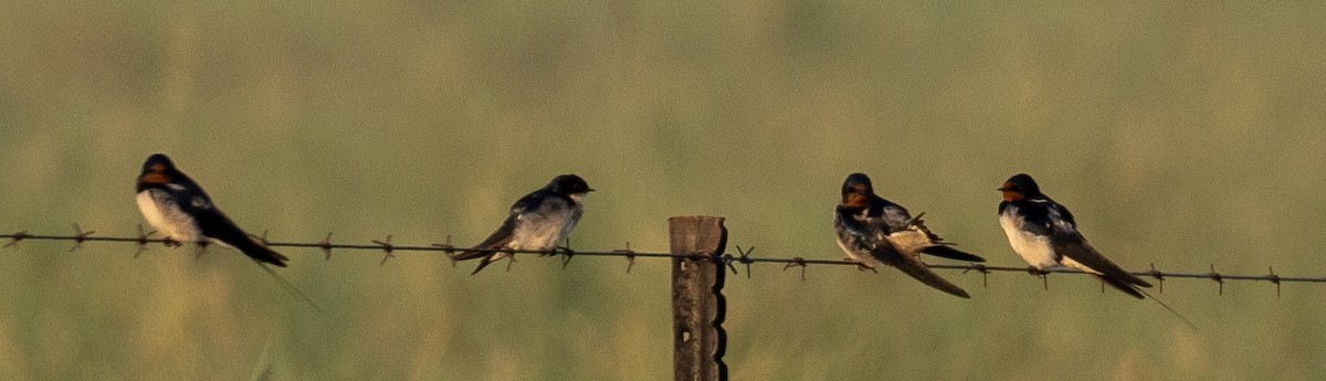 Pearl-breasted Swallow - ML616858273