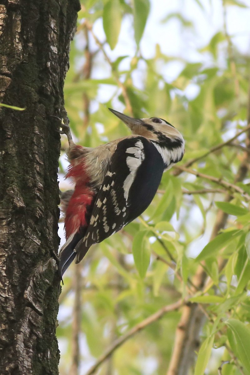 Great Spotted Woodpecker - ML616858305