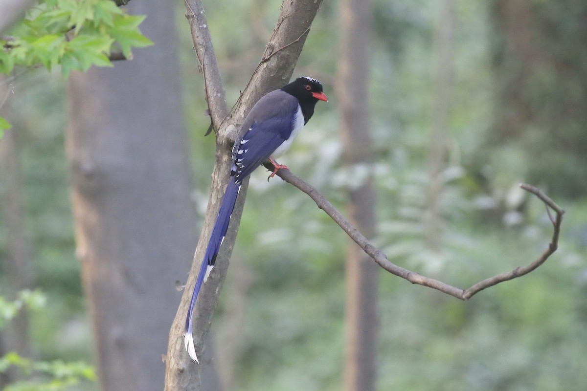 Red-billed Blue-Magpie - Sicheng Wan