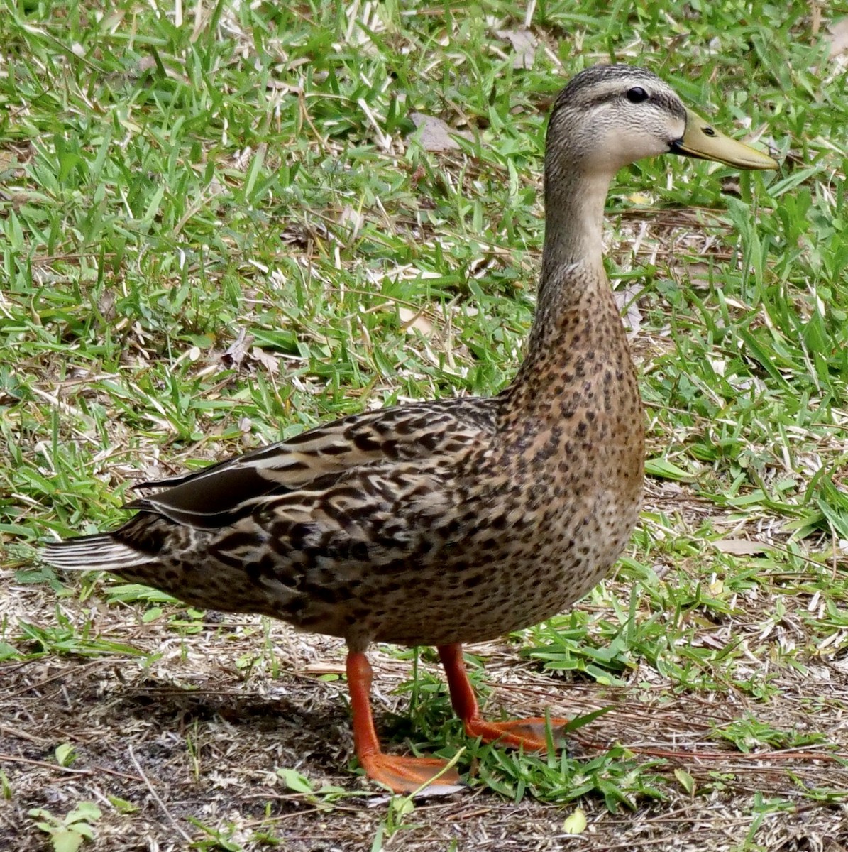 Mallard x Mottled Duck (hybrid) - ML616858452