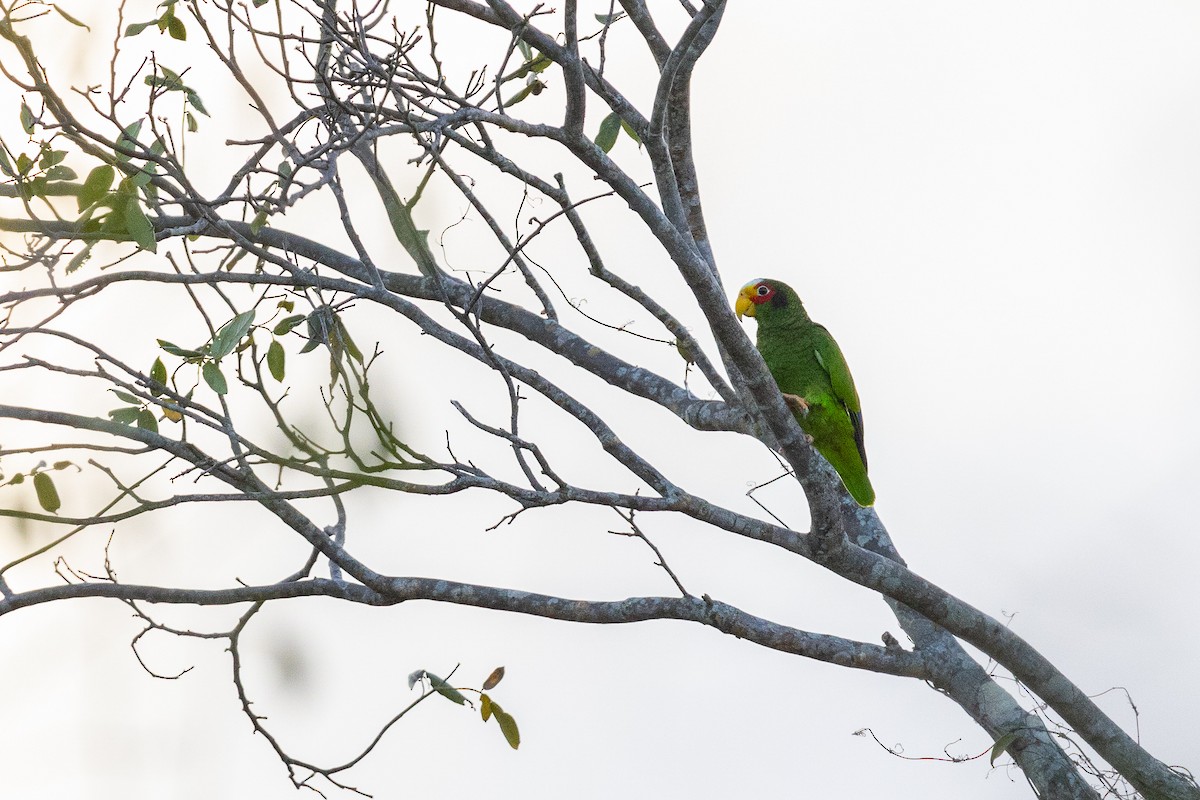 Yellow-lored Parrot - ML616858483