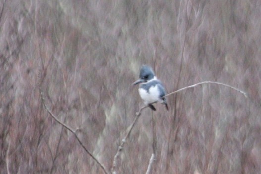 Belted Kingfisher - ML616858513