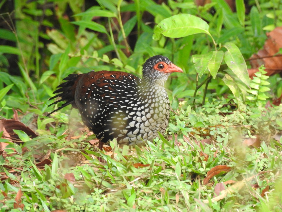 Цейлонская шпорцевая курица - ML616858616