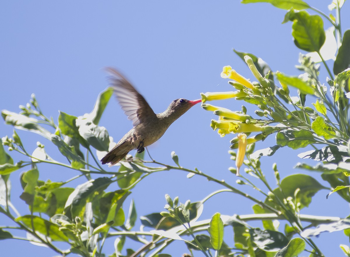 Gilded Hummingbird - ML616858686