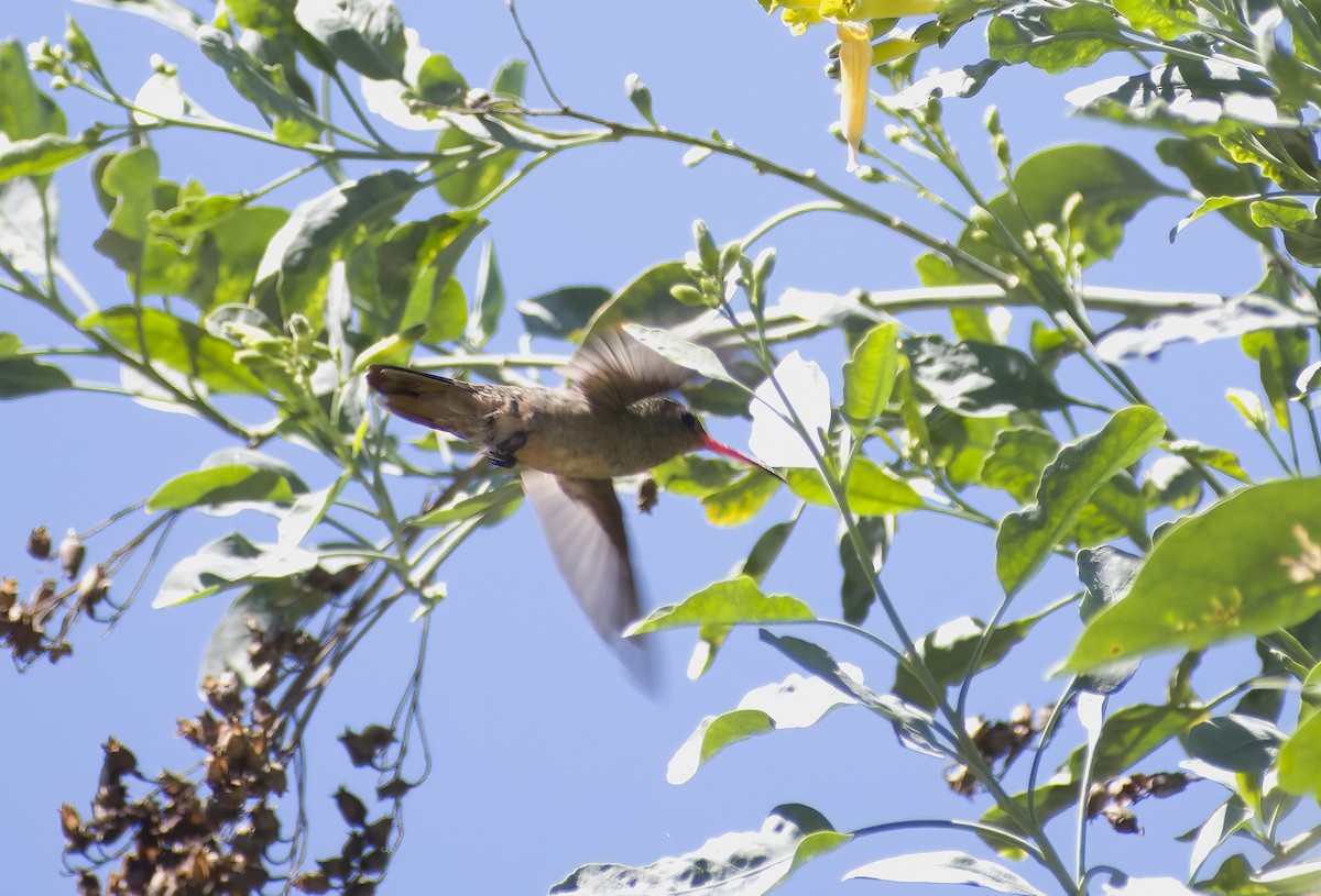 Gilded Hummingbird - ML616858687