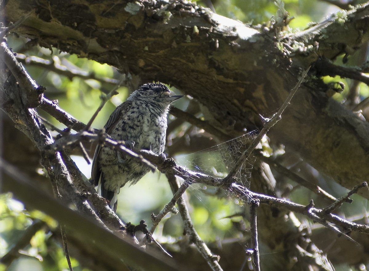 White-barred Piculet - ML616858697