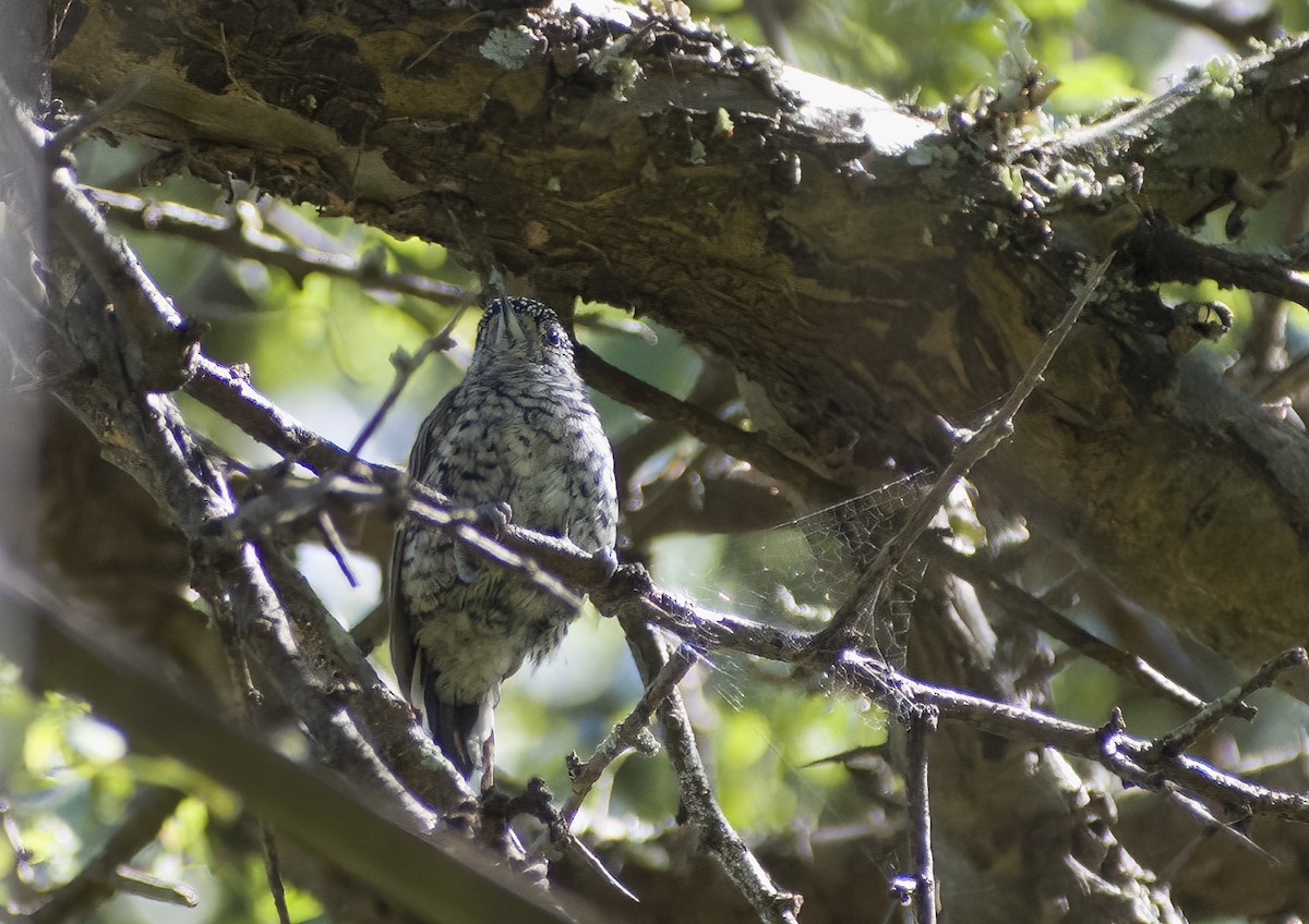 White-barred Piculet - ML616858698