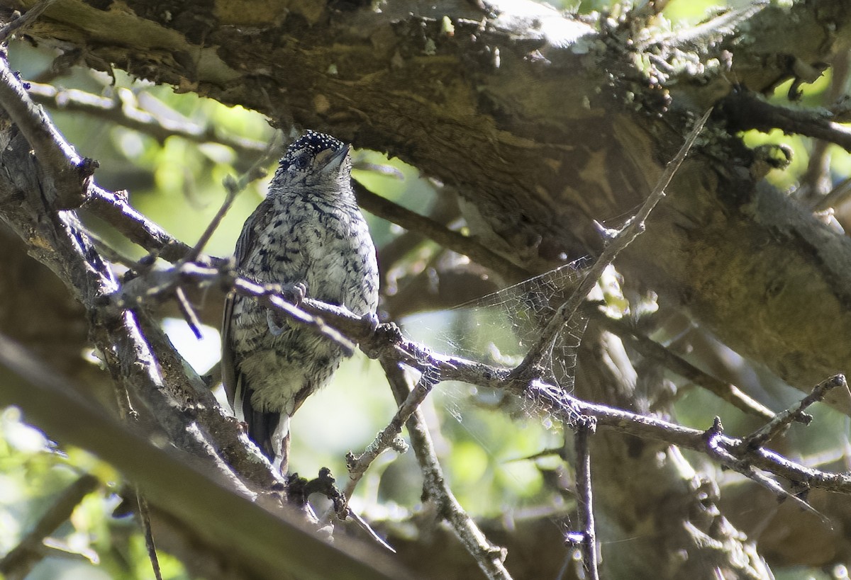 White-barred Piculet - ML616858699