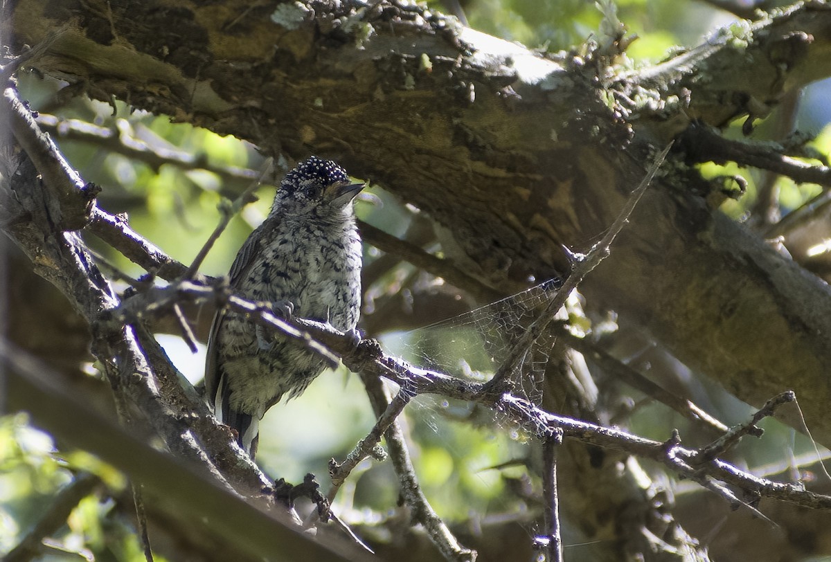 White-barred Piculet - ML616858702