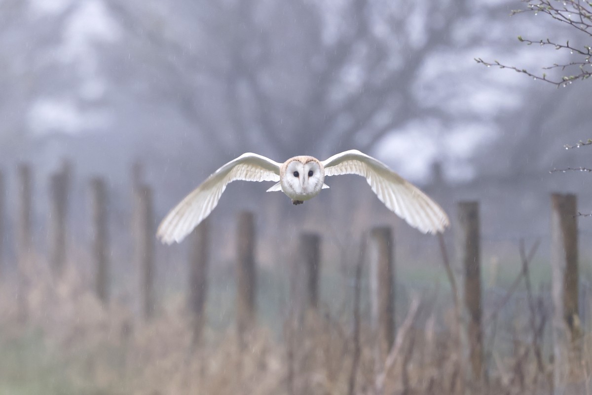 Barn Owl (Eurasian) - Daniel Branch