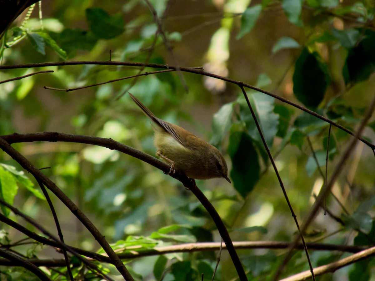 Yellowish-bellied Bush Warbler - Jia Yu