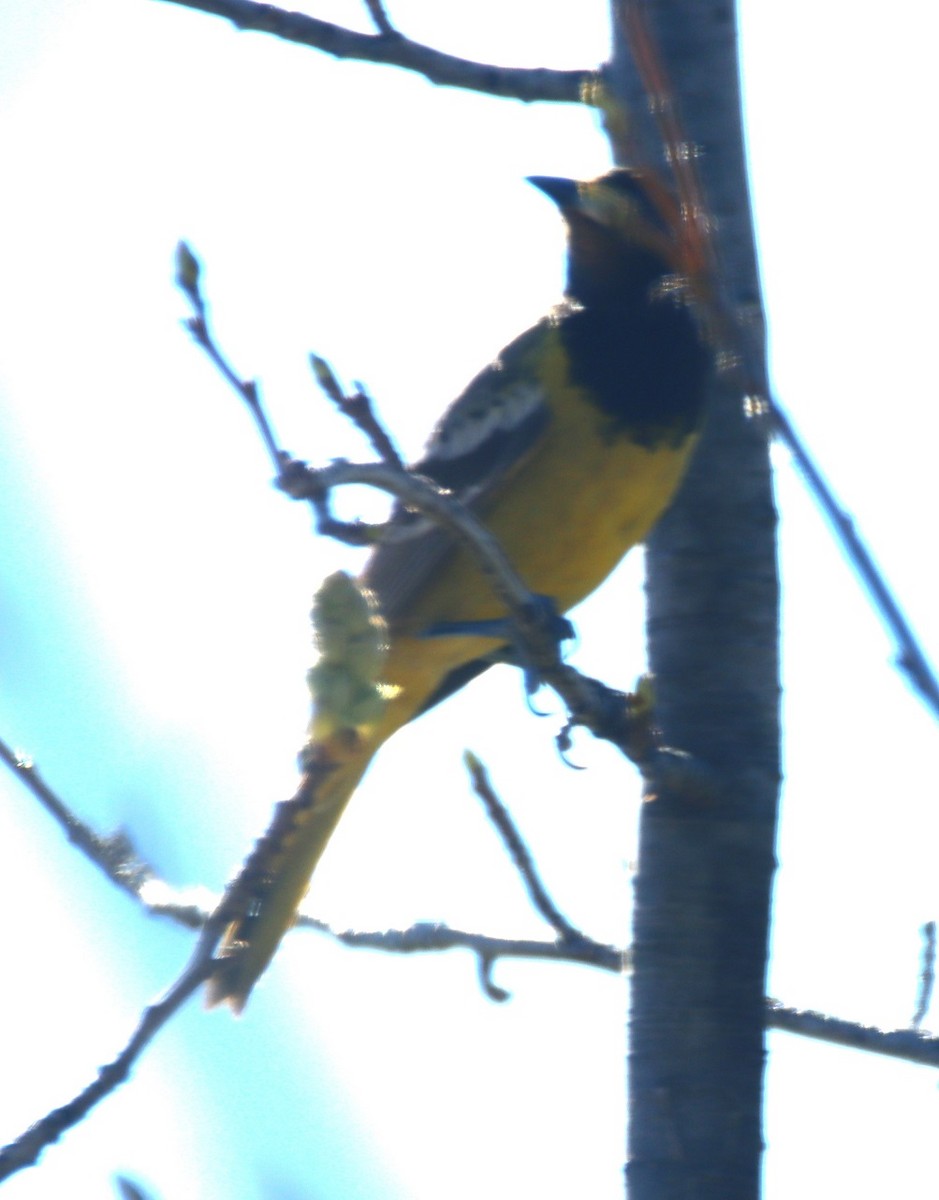 ML616858781 - Scott's Oriole - Macaulay Library