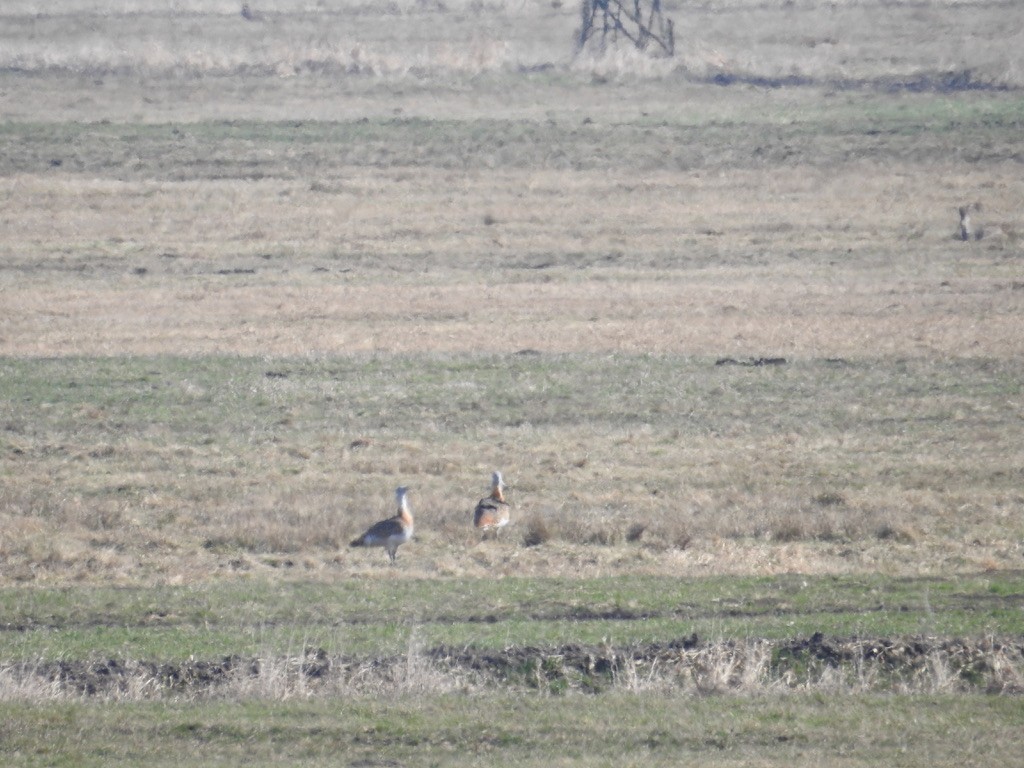 Great Bustard - Mike Coulson