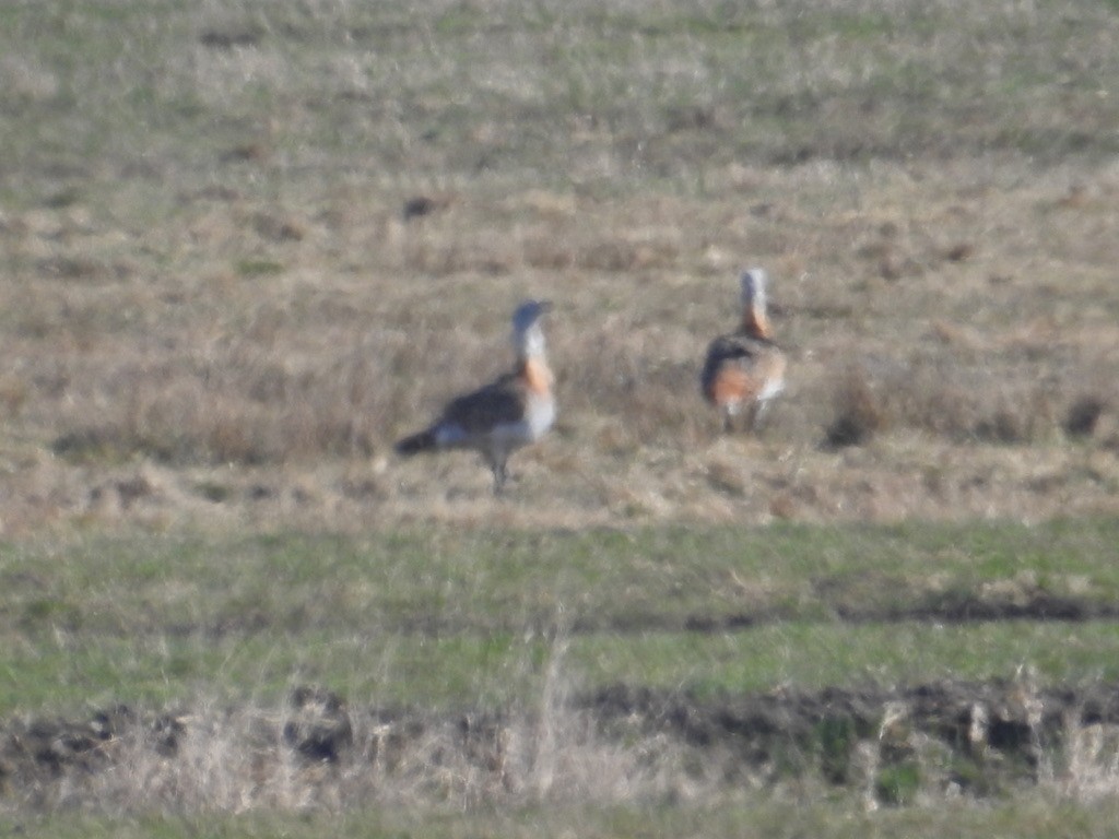Great Bustard - Mike Coulson