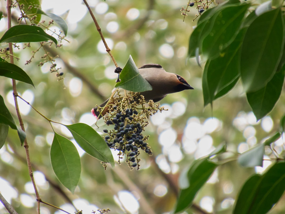 Japanese Waxwing - ML616858805