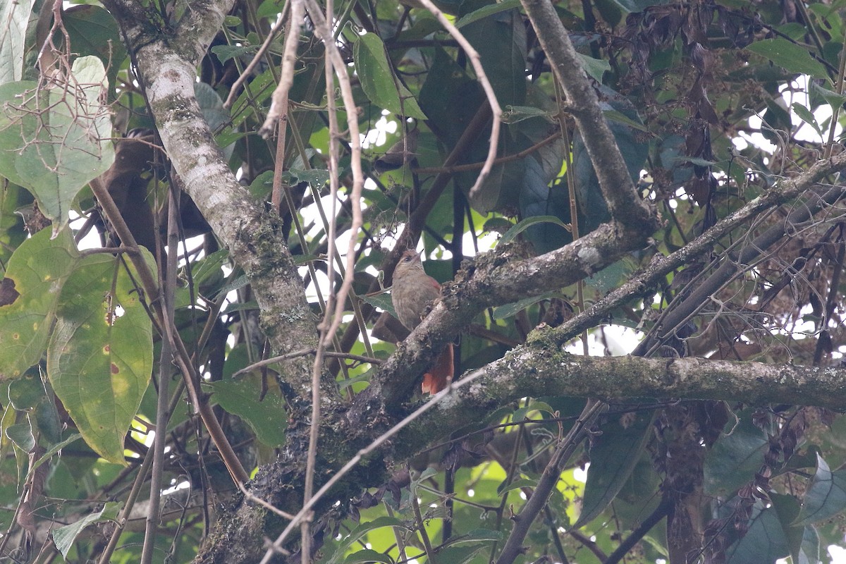 Ash-browed Spinetail - ML616858858